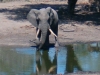 Tembe Elephant at the waterhole