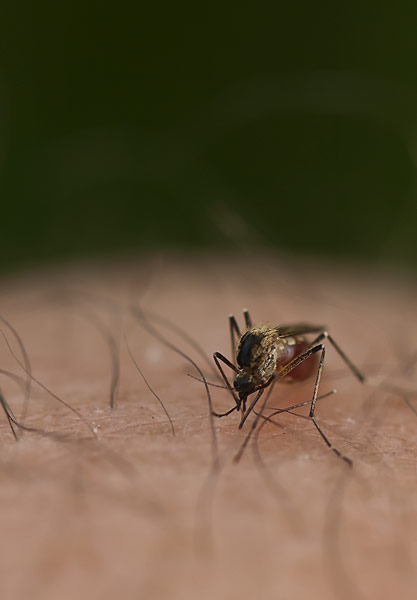 Mosquito image courtesy Mitchell Krog