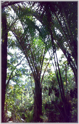 Kosi Bay Giant Raffia Palm